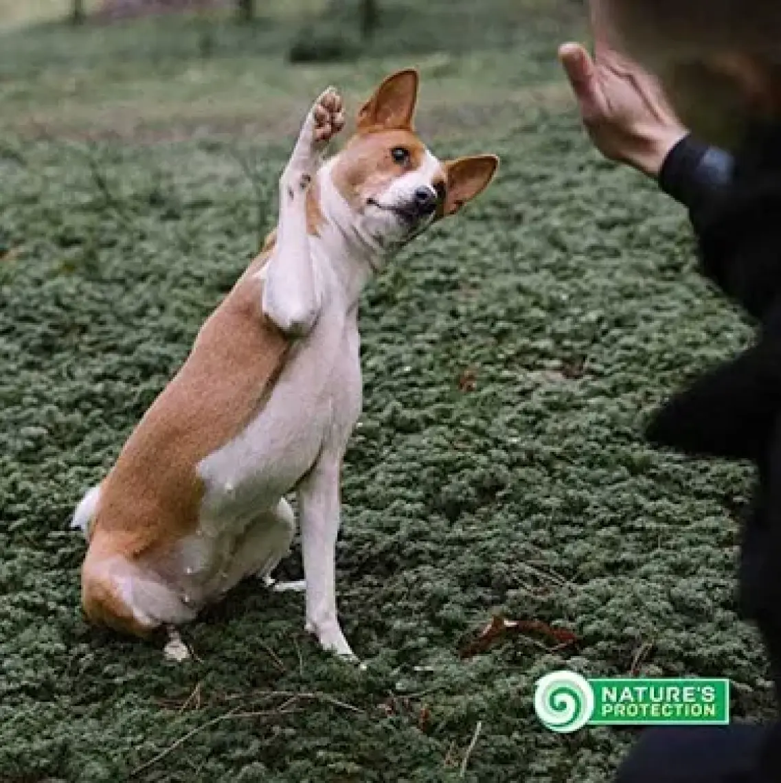 Nature's Protection Tahılsız %80 Hayvansal Proteinli Somonlu Küçük Irk Kızıl Köpek Maması 1.5 kg