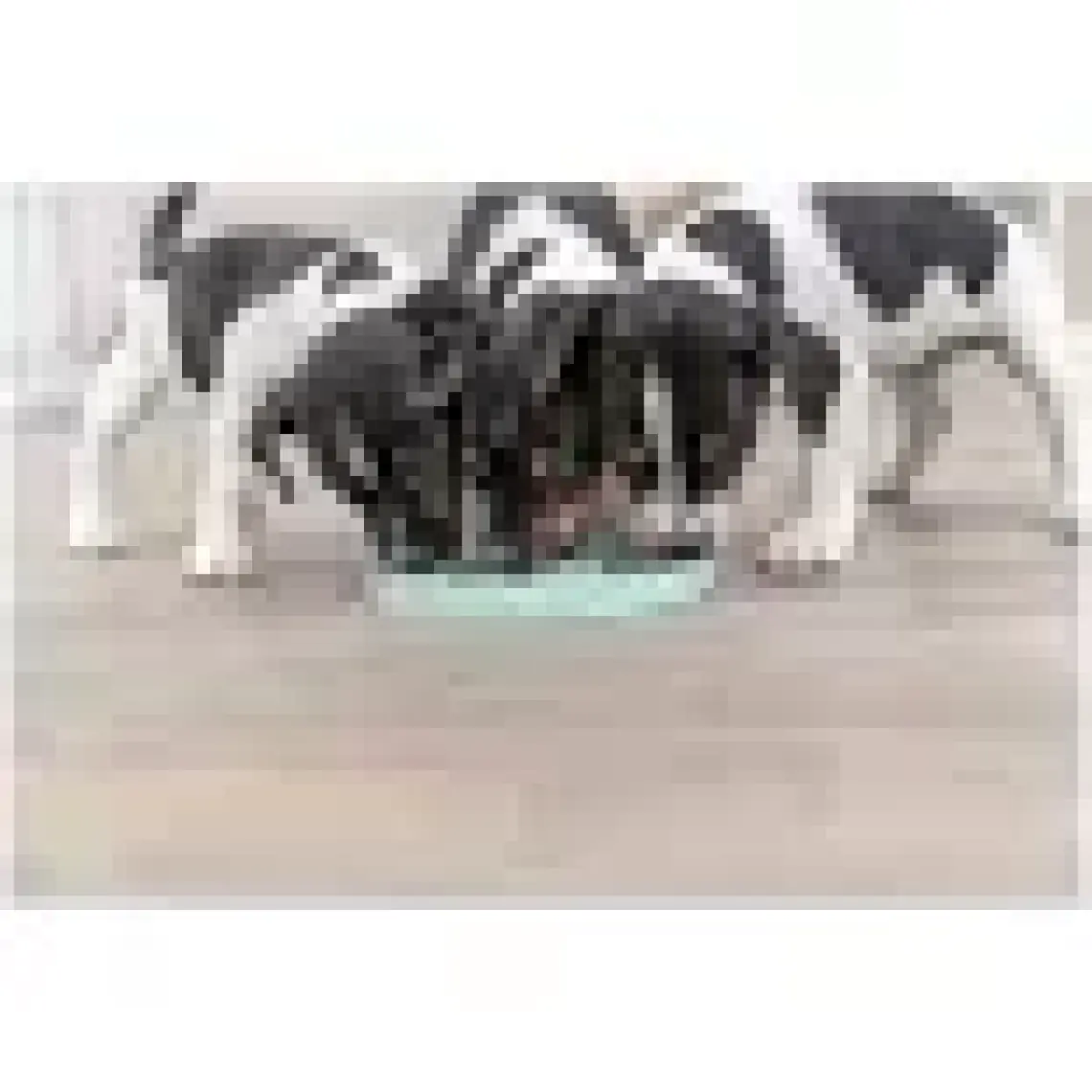 Trixie Yavru Köpek Oyuncağı, Yalama Tabağı ø15cm