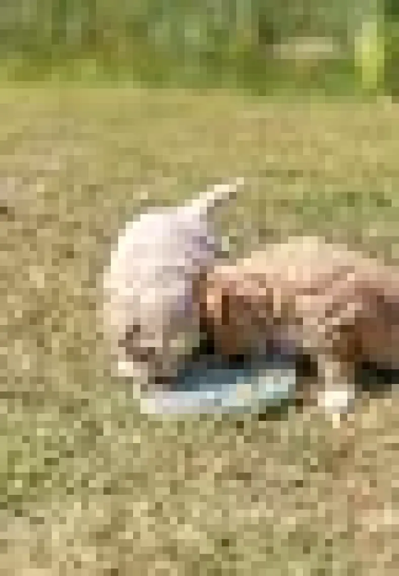 Trixie Yavru Köpek Oyuncağı, Yalama Tabağı ø15cm