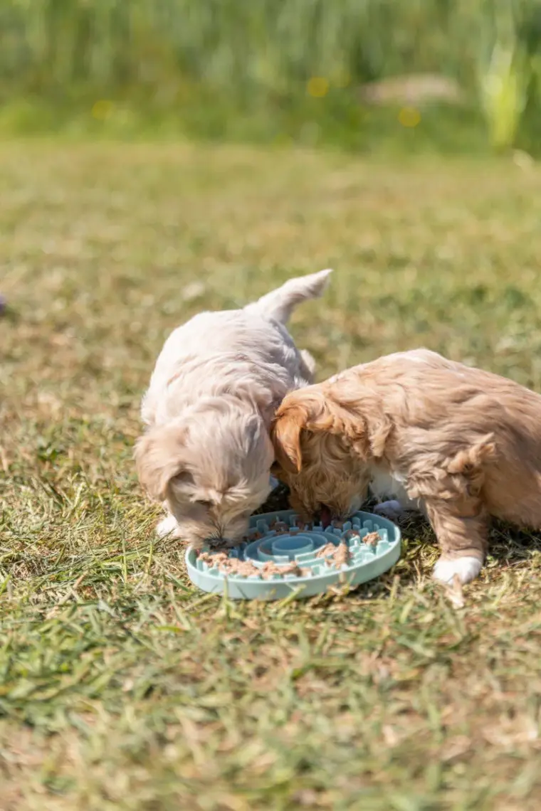 Trixie Yavru Köpek Oyuncağı, Yalama Tabağı ø15cm