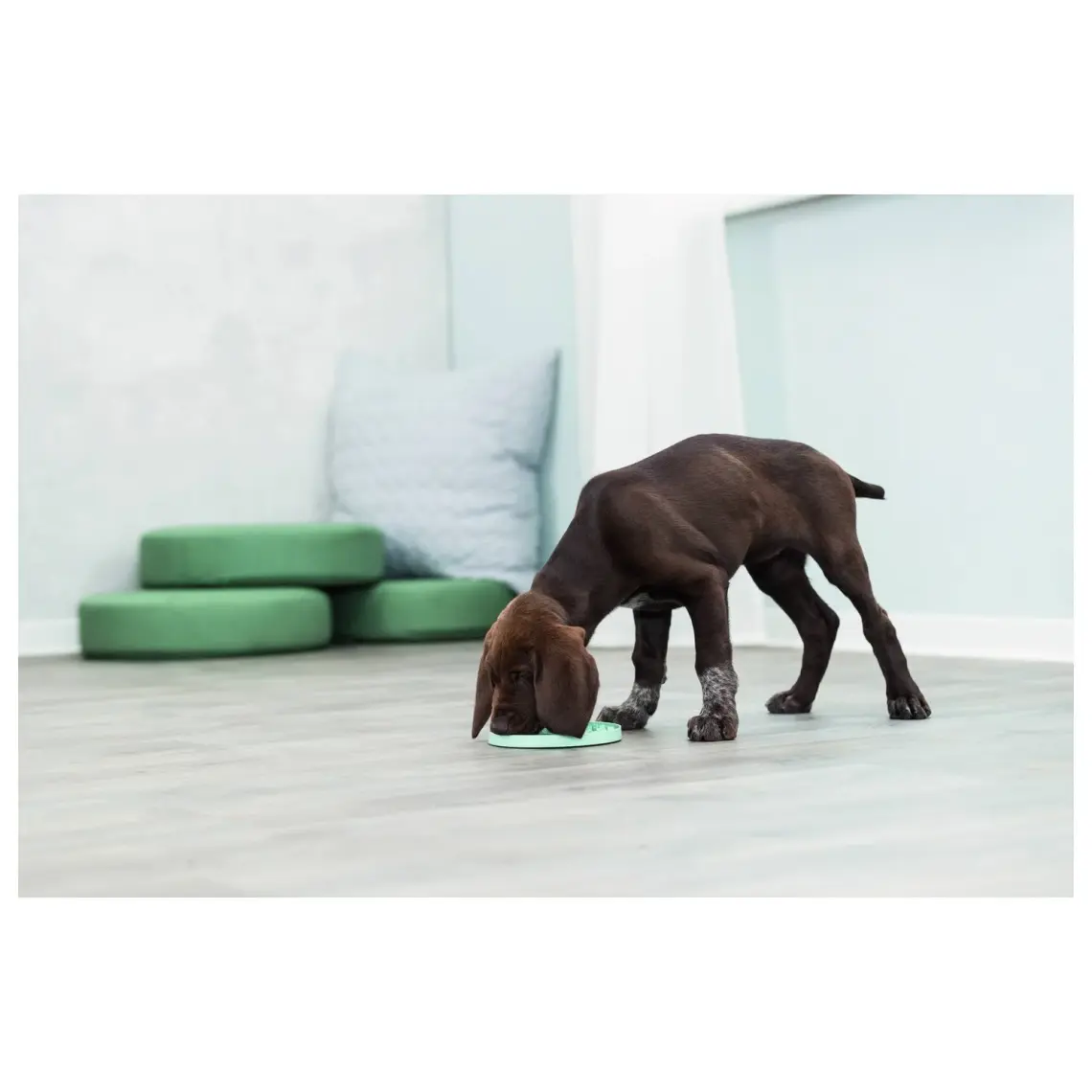 Trixie Yavru Köpek Oyuncağı, Yalama Tabağı ø15cm