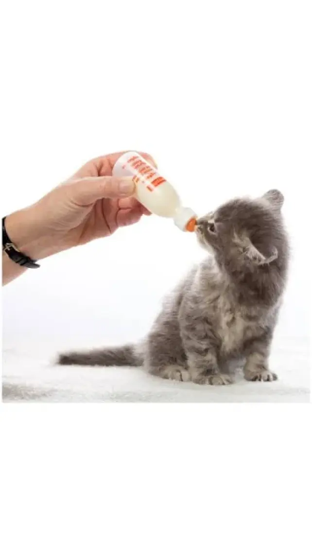 Beaphar Lactol Kedi ve Küçük Irk Yavru Köpek Evcil Hayvan Biberon Seti