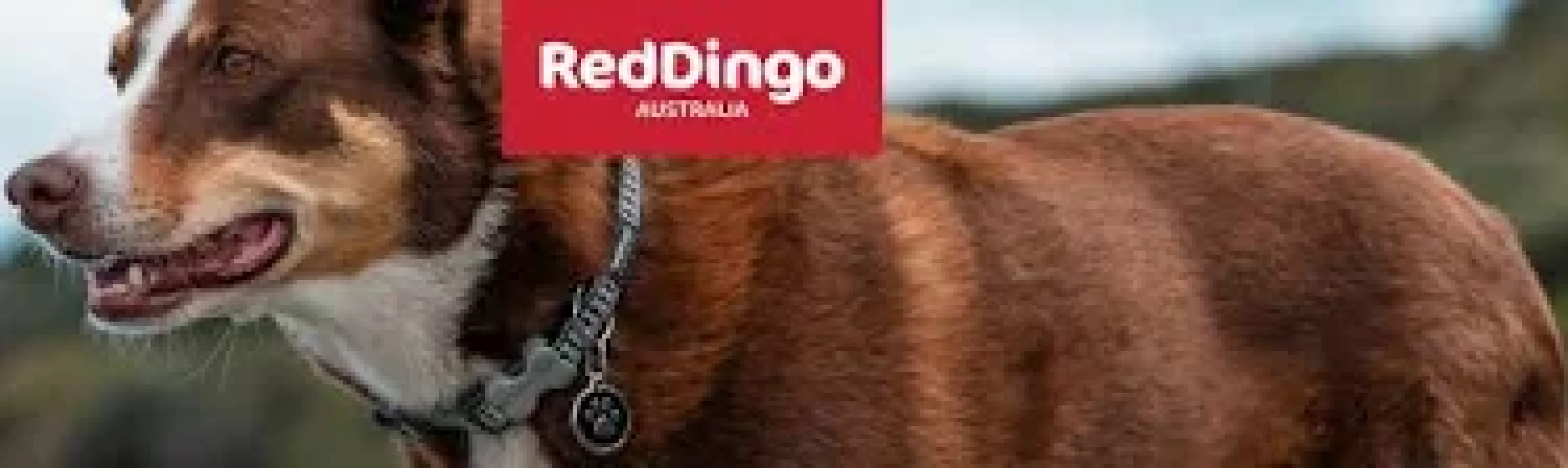 Reddingo Fosforlu Ziggy Desenli Turuncu Kedi Boyun Tasması 12 mm