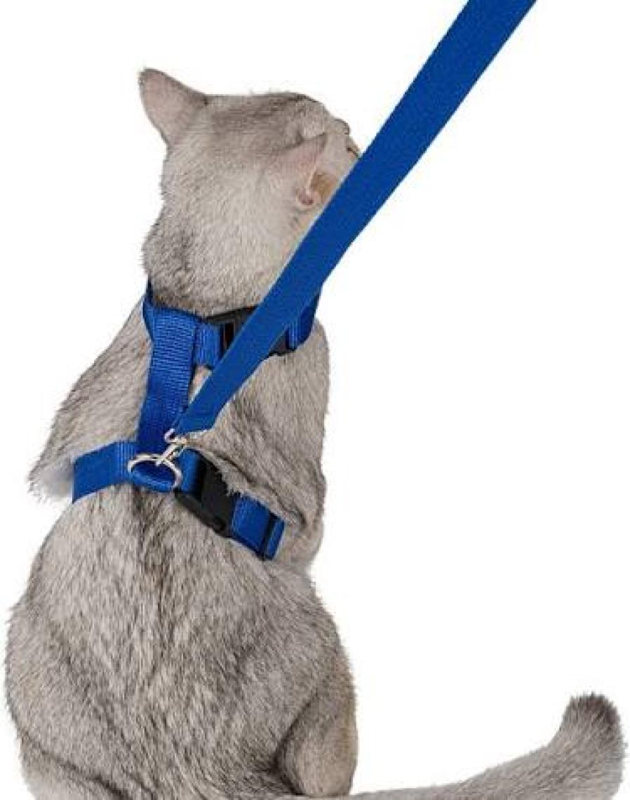 Evene Kedi Tasması Kedi Gögüs Bel Ayarlanabilir Tasma Xz2
