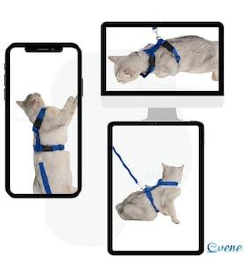 Evene Kedi Tasması Kedi Gögüs Bel Ayarlanabilir Tasma Xz2