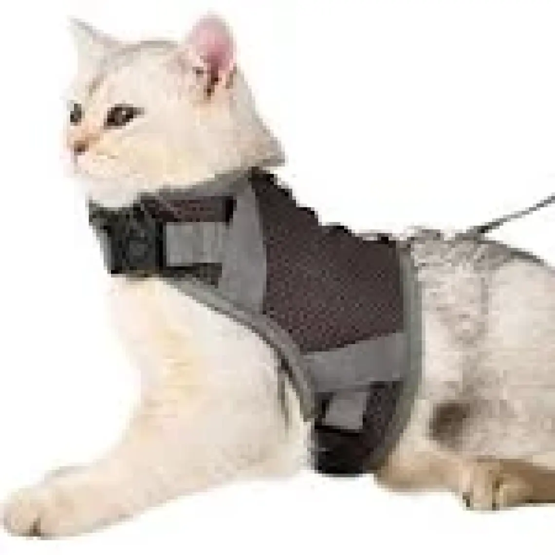 Evene Kedi Tasması Göğüs Boyun Tasma Seti Sevk Kayışlı Terletmeyen Nefes Alan Reflektörlü Tasma Gri S