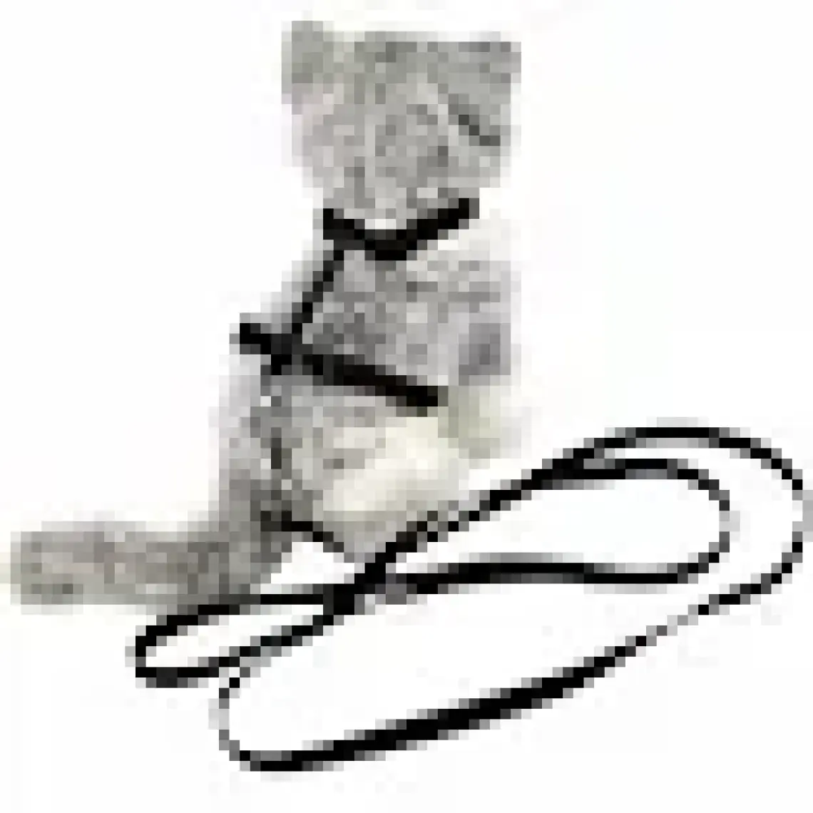 Cattie Kedi Göğüs ve Gezdirme Tasma Takımı Siyah 1x25-40 Cm