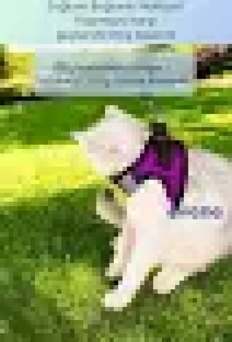 Evene Kedi Tasması Göğüs Boyun Tasma Seti Sevk Kayışlı Terletmeyen Nefes Alan Kumaş Reflektör S