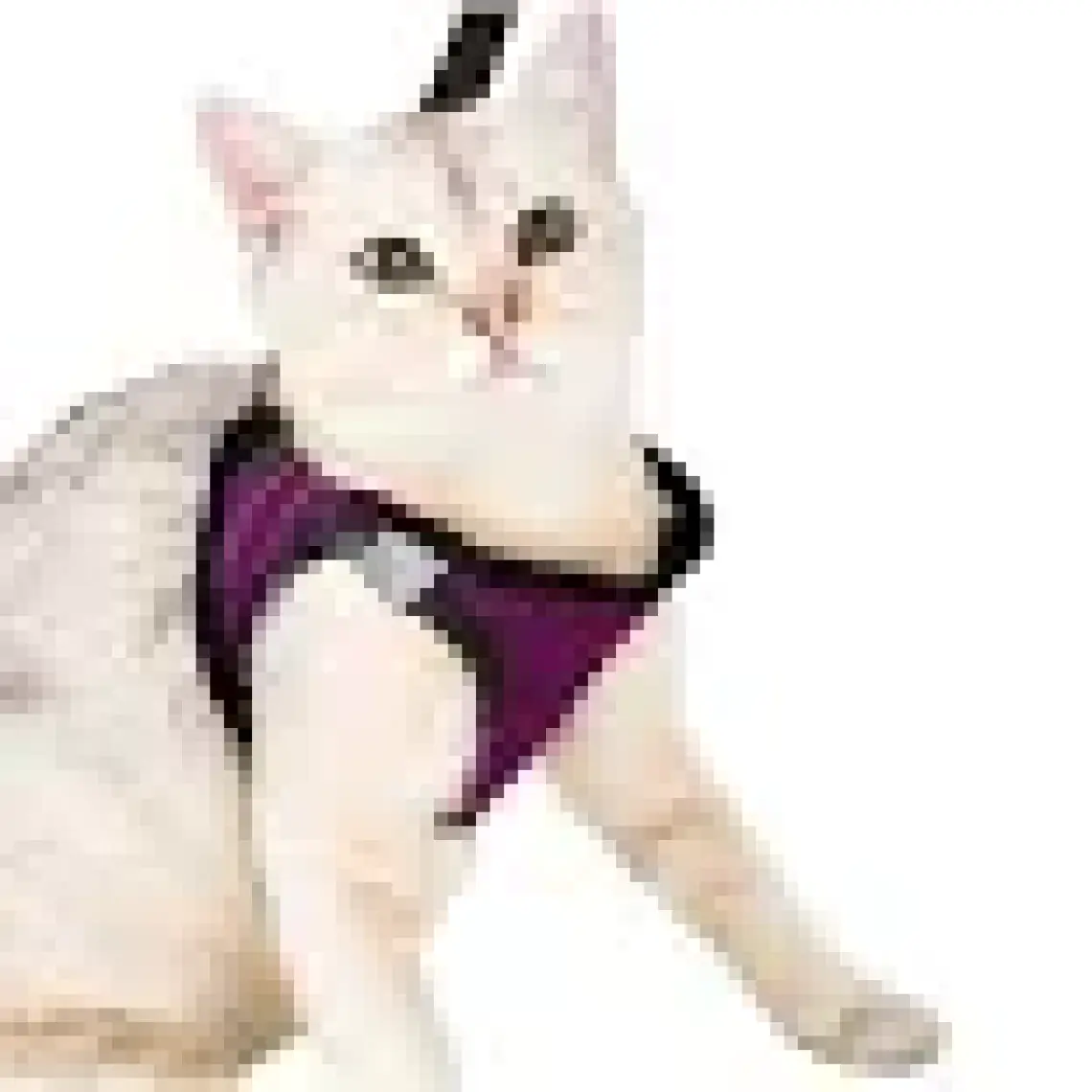 Evene Kedi Tasması Göğüs Boyun Tasma Seti Sevk Kayışlı Terletmeyen Nefes Alan Kumaş Reflektör S