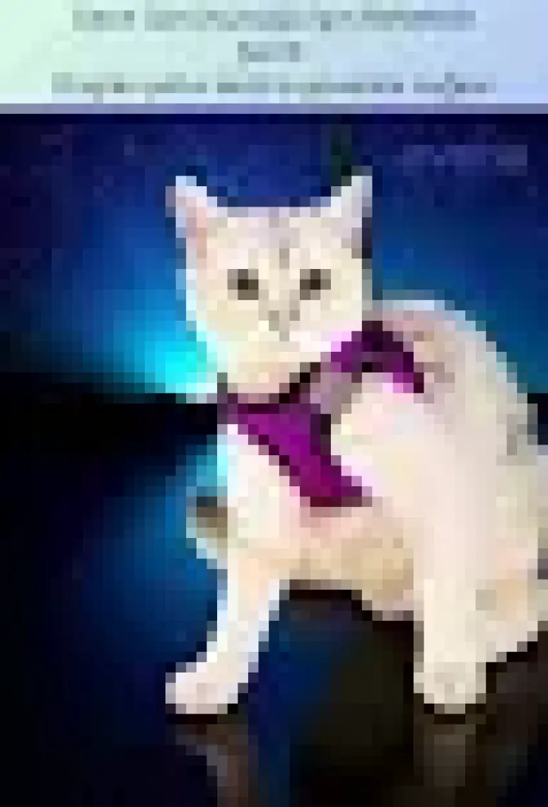 Evene Kedi Tasması Göğüs Boyun Tasma Seti Sevk Kayışlı Terletmeyen Nefes Alan Kumaş Reflektör S