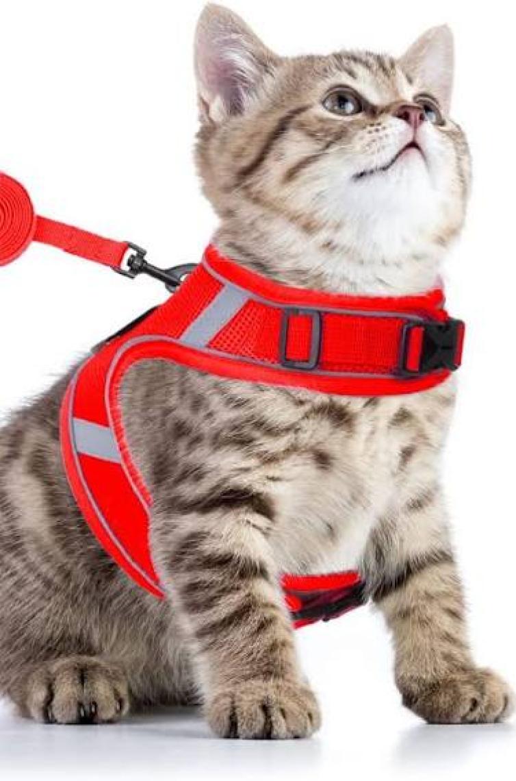 Pandogo Kedi Köpek Tasması Reflektörlü Fileli Hava Alan Kumaş Sevk Kayışlı Kedi Gezdirme Tasması