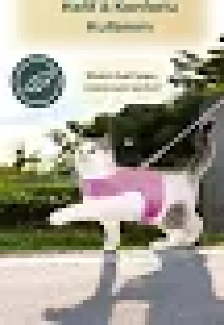 Pandogo Kedi Köpek Tasması Reflektörlü Fileli Hava Alan Kumaş Sevk Kayışlı Kedi Gezdirme Tasması
