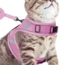 Pandogo Kedi Köpek Tasması Reflektörlü Fileli Hava Alan Kumaş Sevk Kayışlı Kedi Gezdirme Tasması