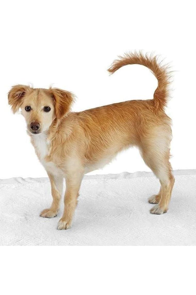 Kedi Köpek Tuvalet Eğitim Çiş Pedi 60x90 Cm 10 Adet