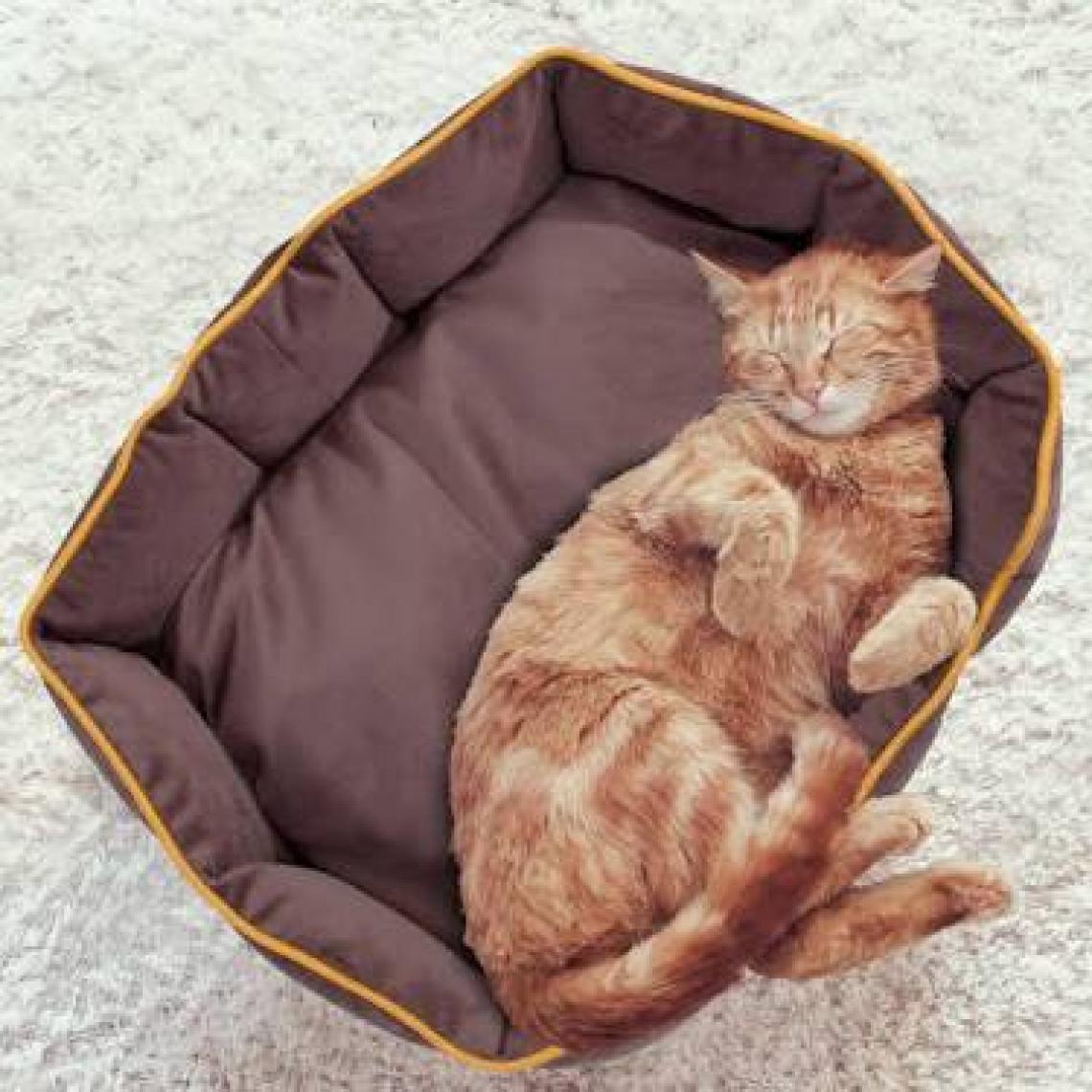Homedius Maksim Kadife Yıkanabilir Kedi Köpek Yatağı 60x80x17 cm