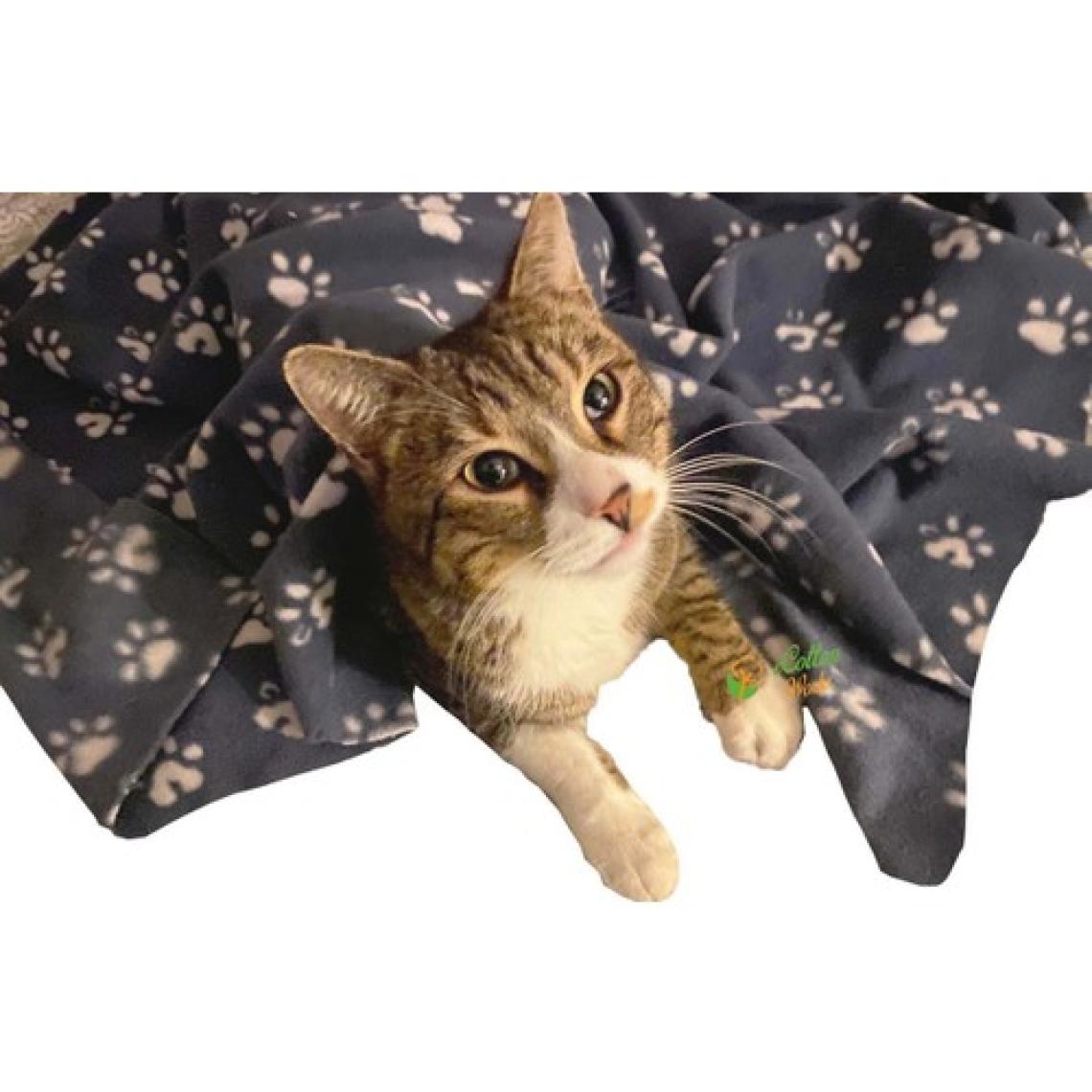 Ecotton Works Pati Desenli Kedi Köpek Evcil Hayvan Polar Battaniye Antrasit Gri Renk 70CM X90CM