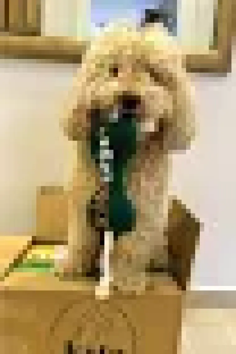Kito Toys Kemik Peluş Köpek Oyuncağı