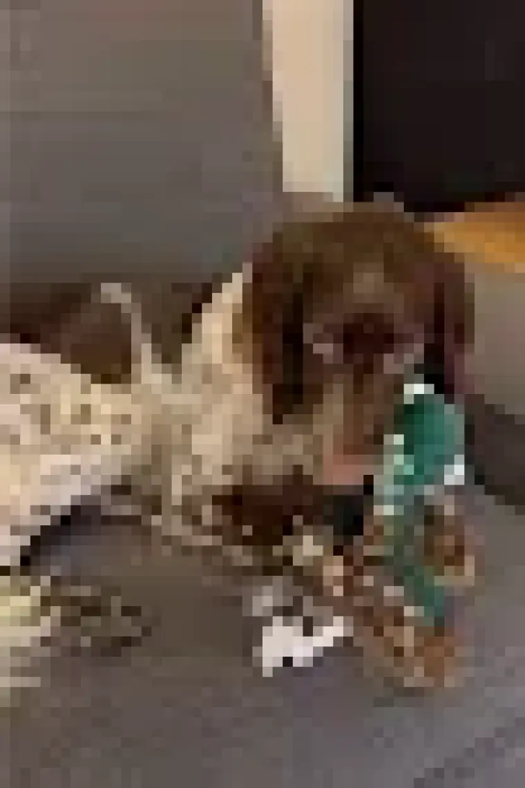 Kito Toys Kemik Peluş Köpek Oyuncağı