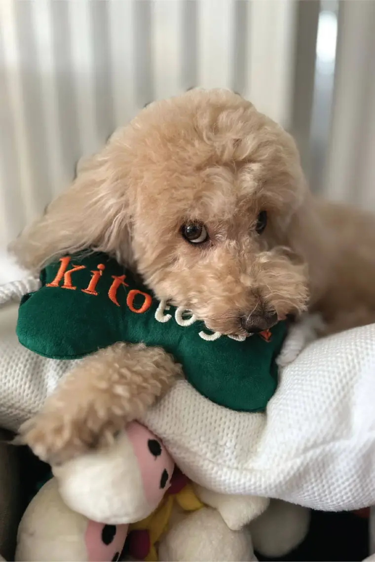 Kito Toys Kemik Peluş Köpek Oyuncağı