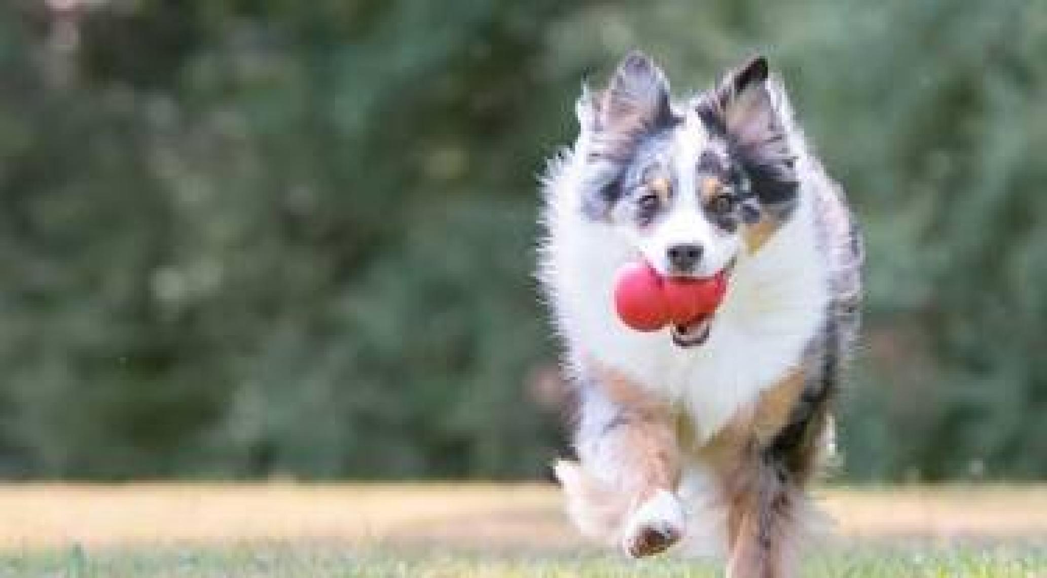 Trixie Köpek Kauçuk Oyuncak 8 Cm