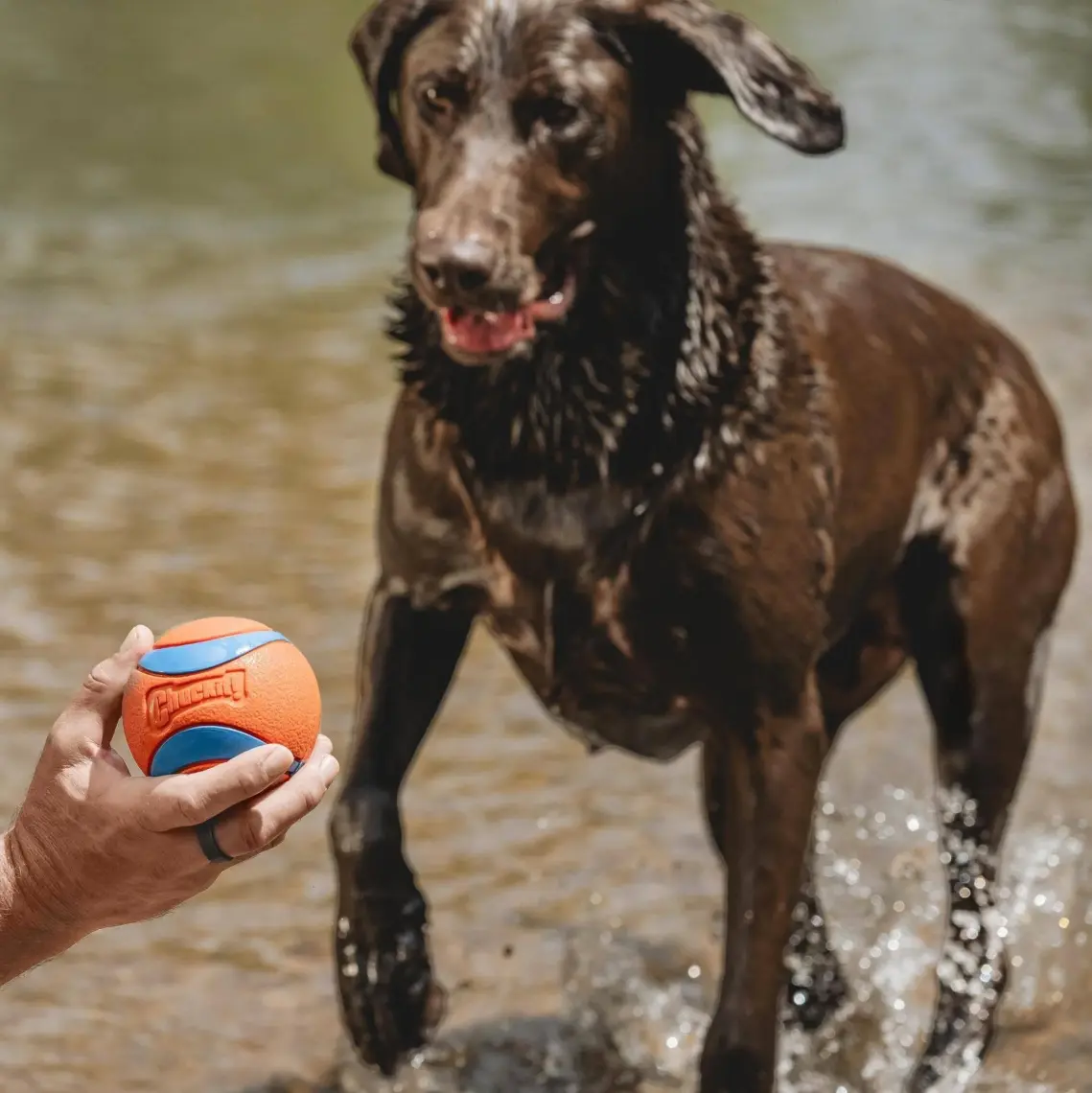 Chuckit Chuckit! Ultra Ball Köpek Oyun Topu (XXL Boy)