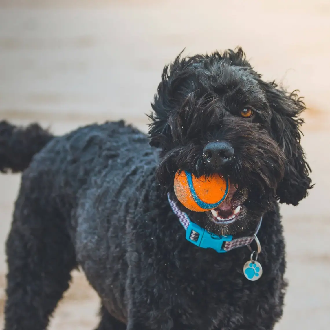 Chuckit Chuckit! Ultra Ball Köpek Oyun Topu (XXL Boy)