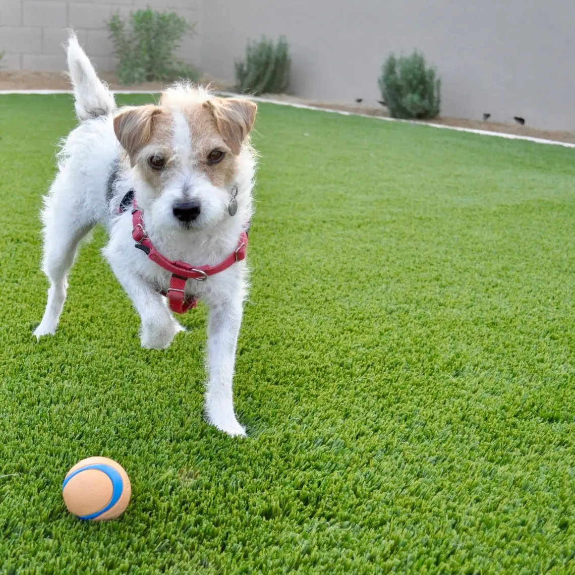 Chuckit Chuckit! Ultra Ball Köpek Oyun Topu (XXL Boy)