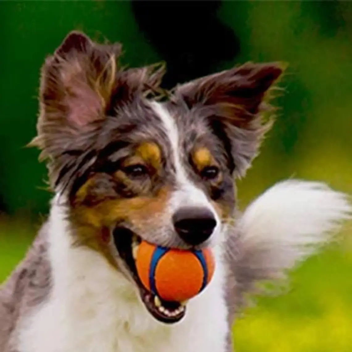 Chuckit Chuckit! Ultra Ball Köpek Oyun Topu (XXL Boy)