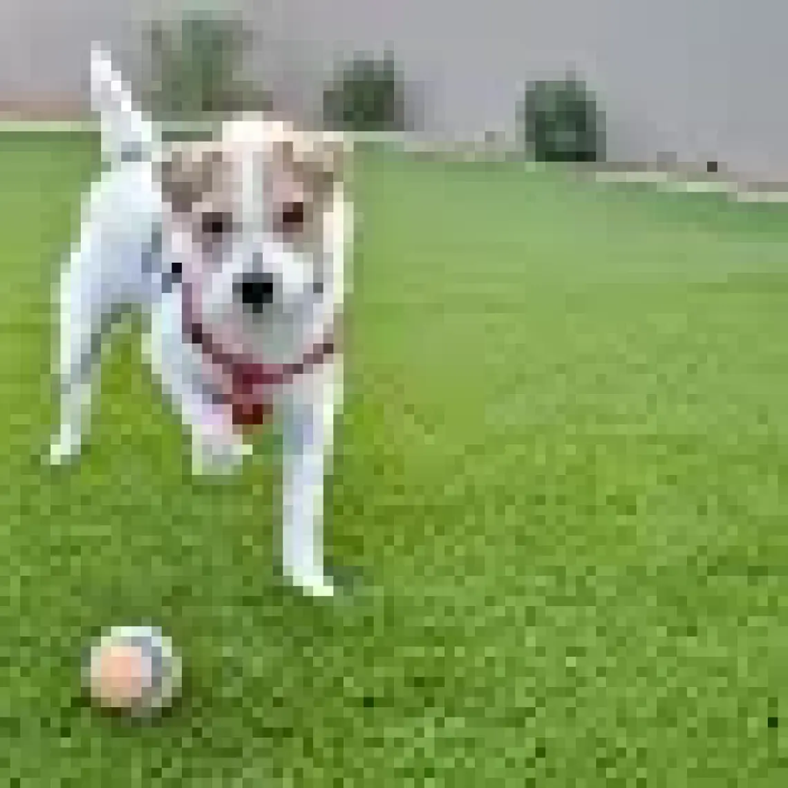 Chuckit Chuckit! Ultra Ball Köpek Oyun Topu (XXL Boy)