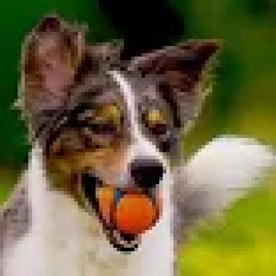 Chuckit Chuckit! Ultra Ball Köpek Oyun Topu (XXL Boy)