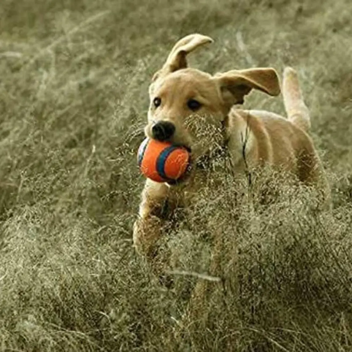 Chuckit Chuckit! Ultra Ball Köpek Oyun Topu (XXL Boy)
