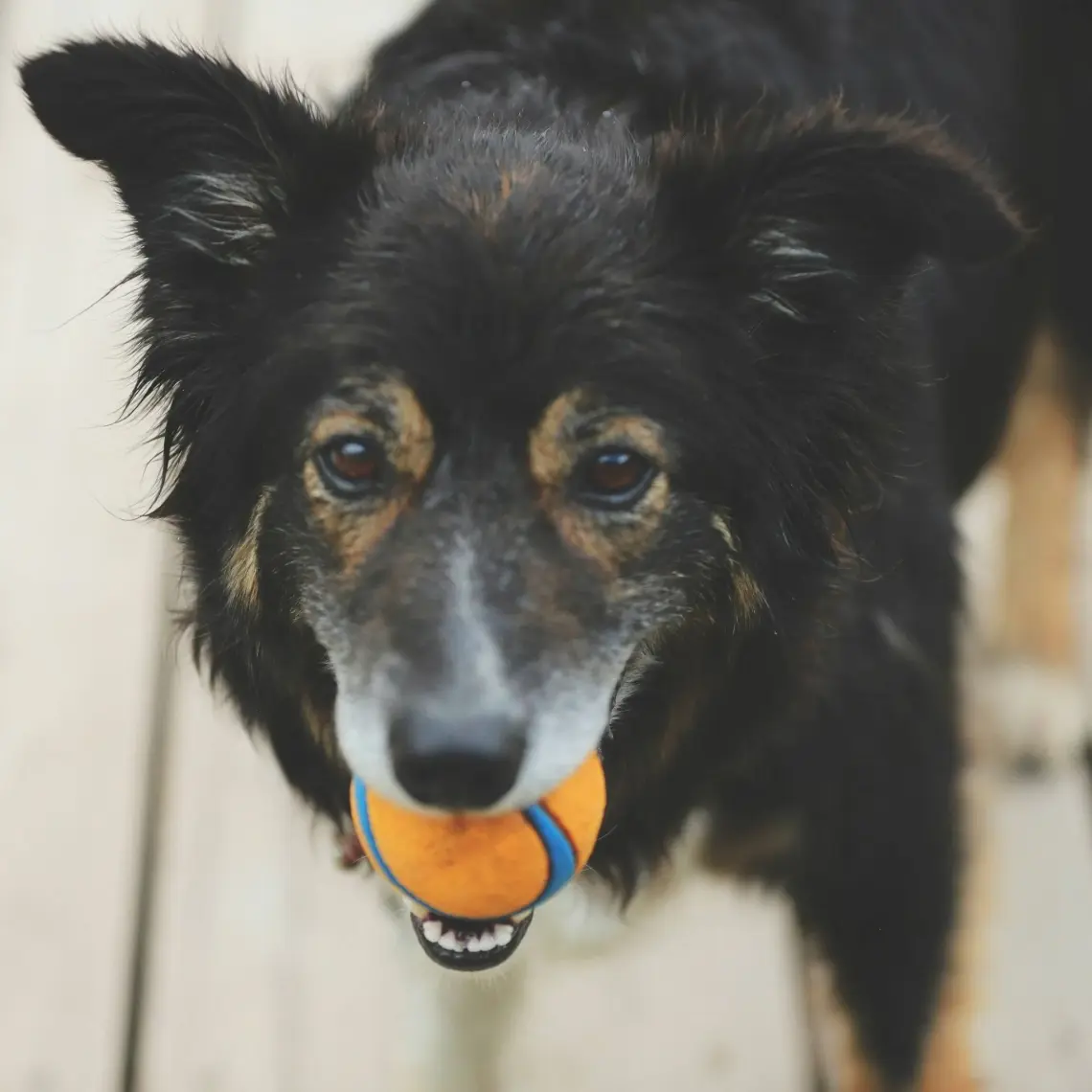 Chuckit Chuckit! Ultra Ball Köpek Oyun Topu (XXL Boy)