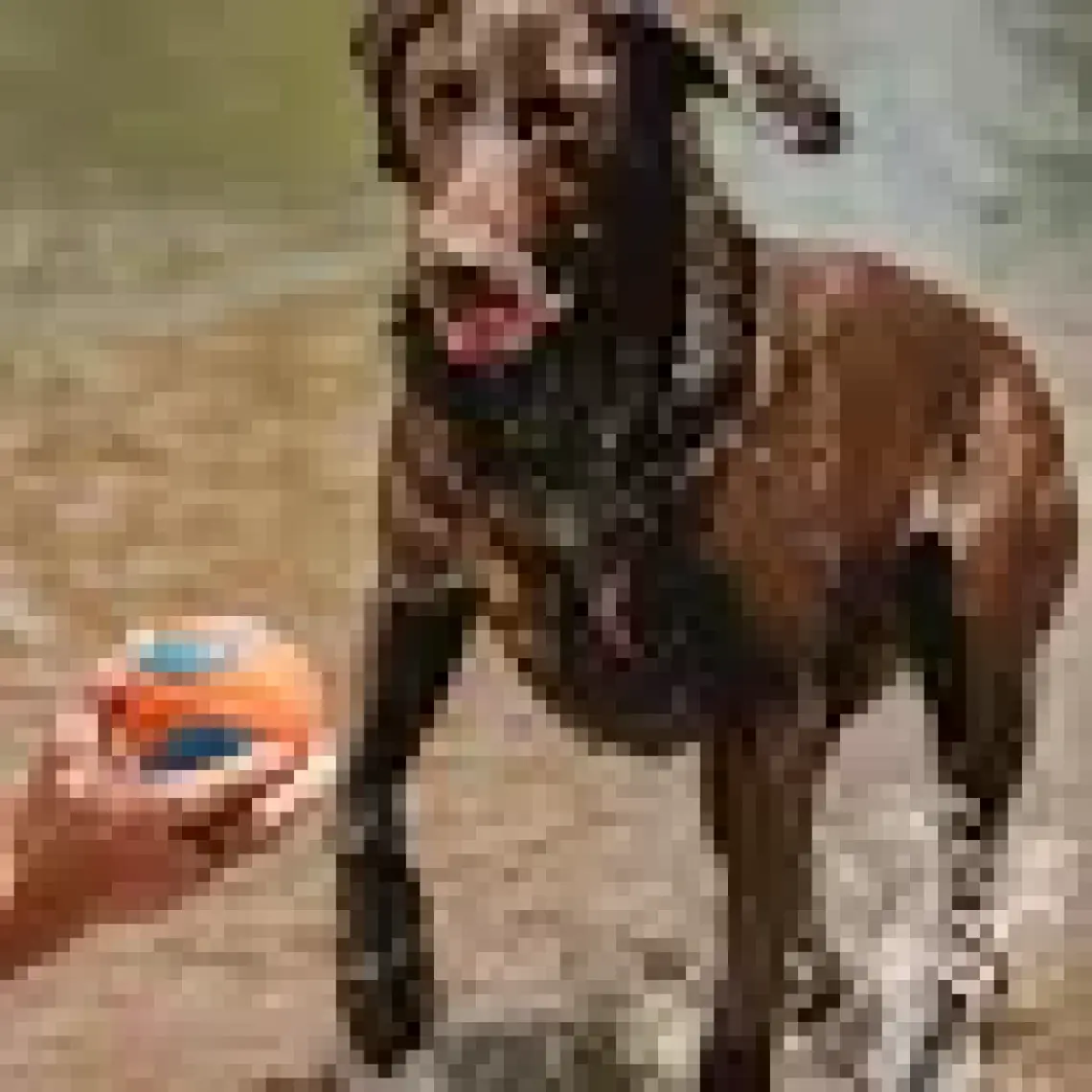 Chuckit Chuckit! Ultra Ball Köpek Oyun Topu (XXL Boy)