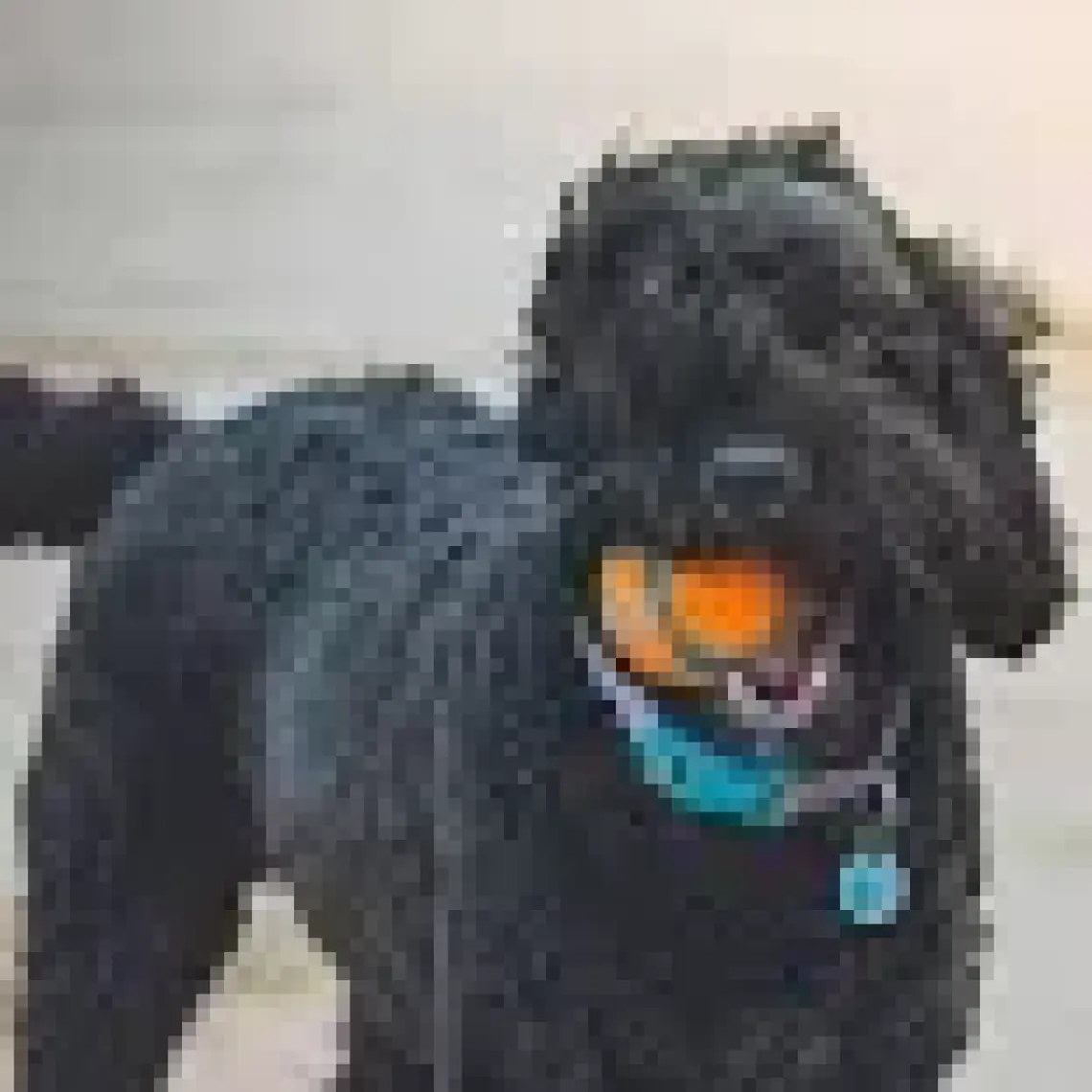Chuckit Chuckit! Ultra Ball Köpek Oyun Topu (XXL Boy)