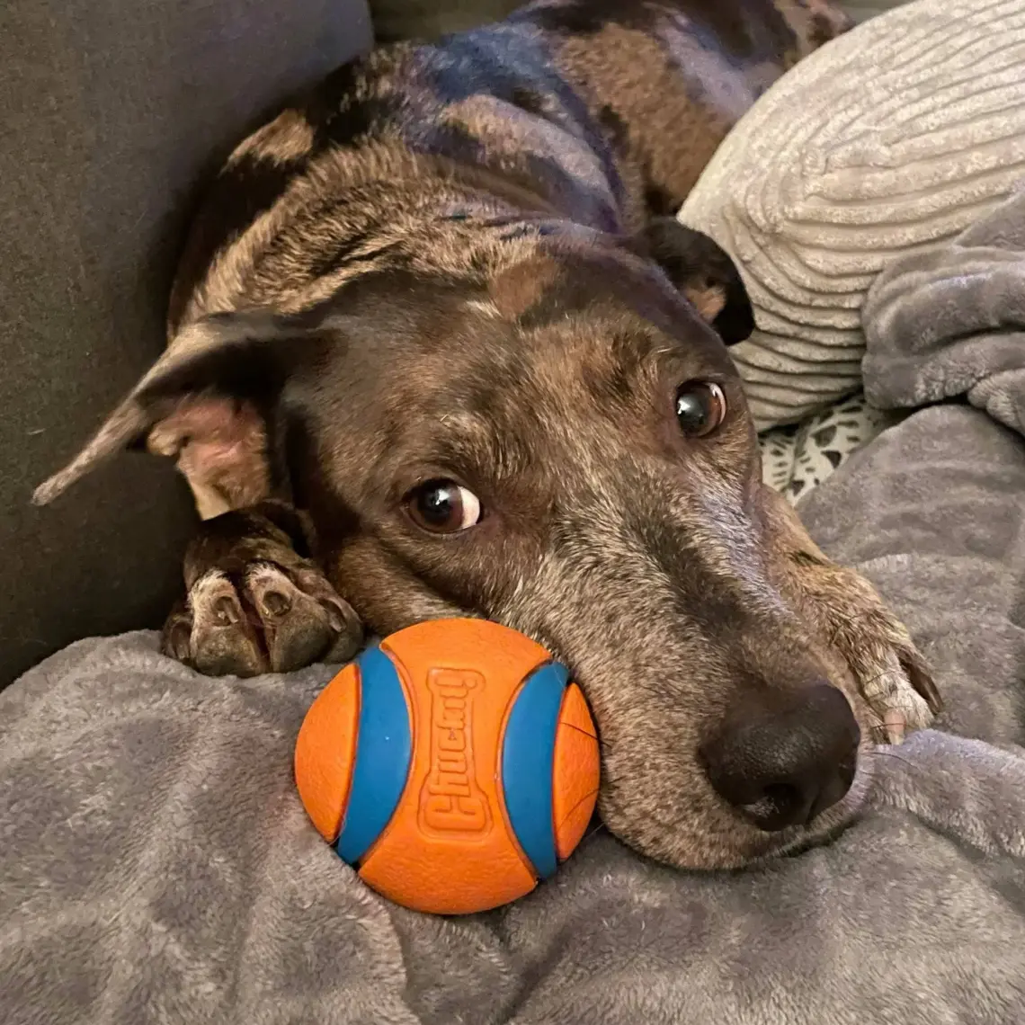 Chuckit Chuckit! Ultra Ball Köpek Oyun Topu (XXL Boy)