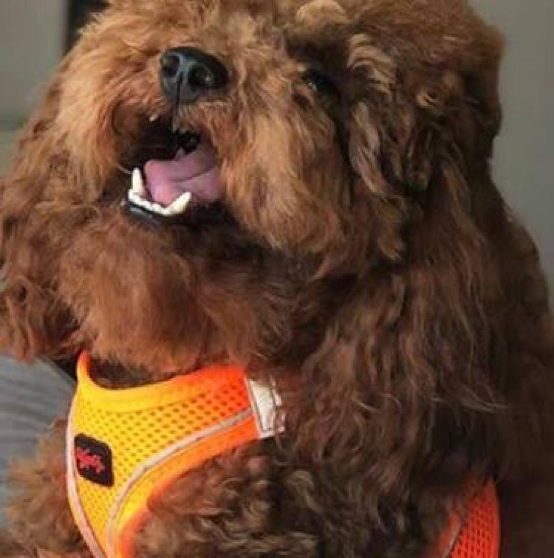 Tailpetz Air-mesh Harness Köpek Göğüs Tasması Mavi