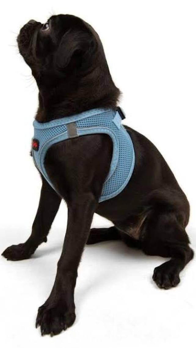 Tailpetz Air-mesh Harness Köpek Göğüs Tasması Mavi