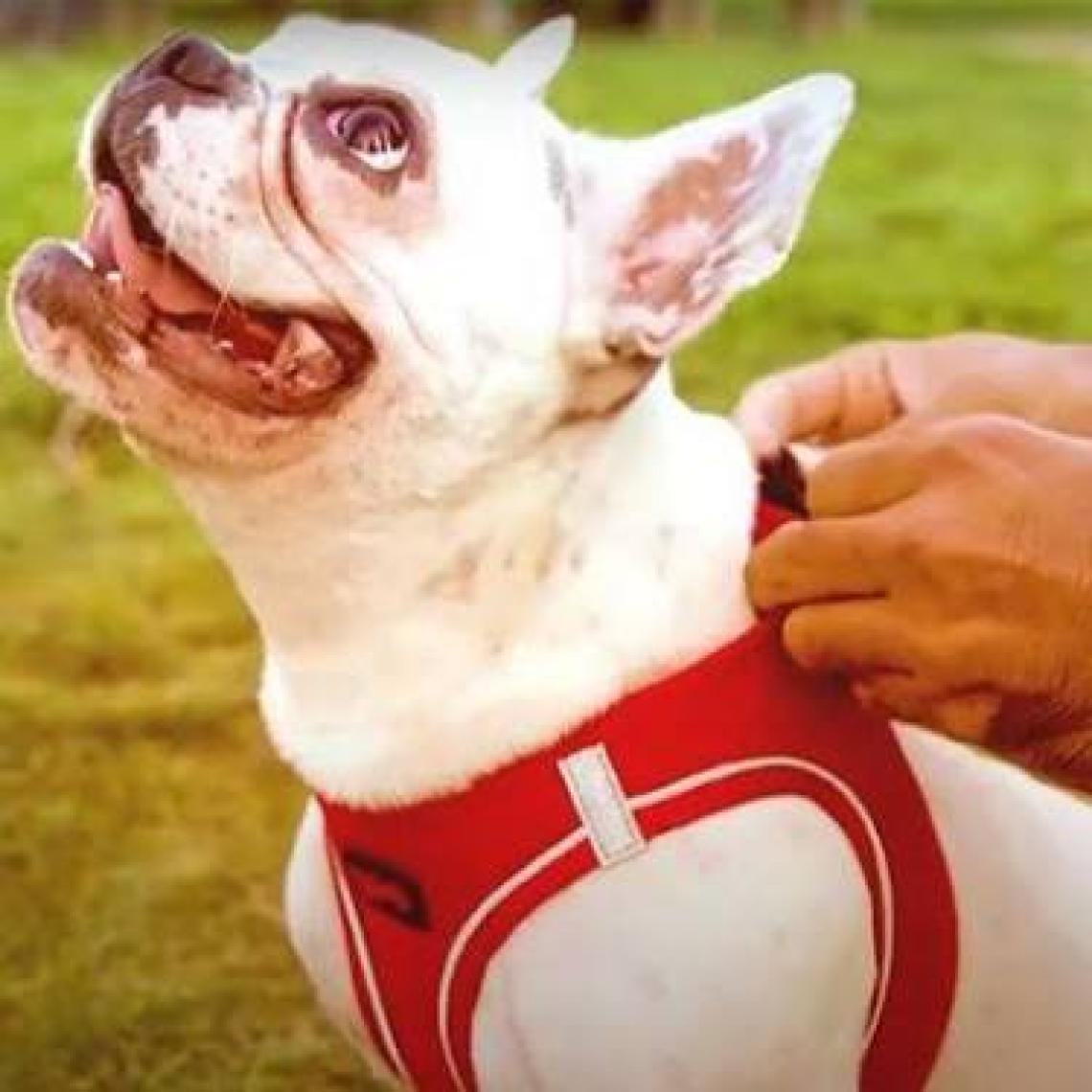 Tailpetz Air-mesh Harness Köpek Göğüs Tasması Mavi