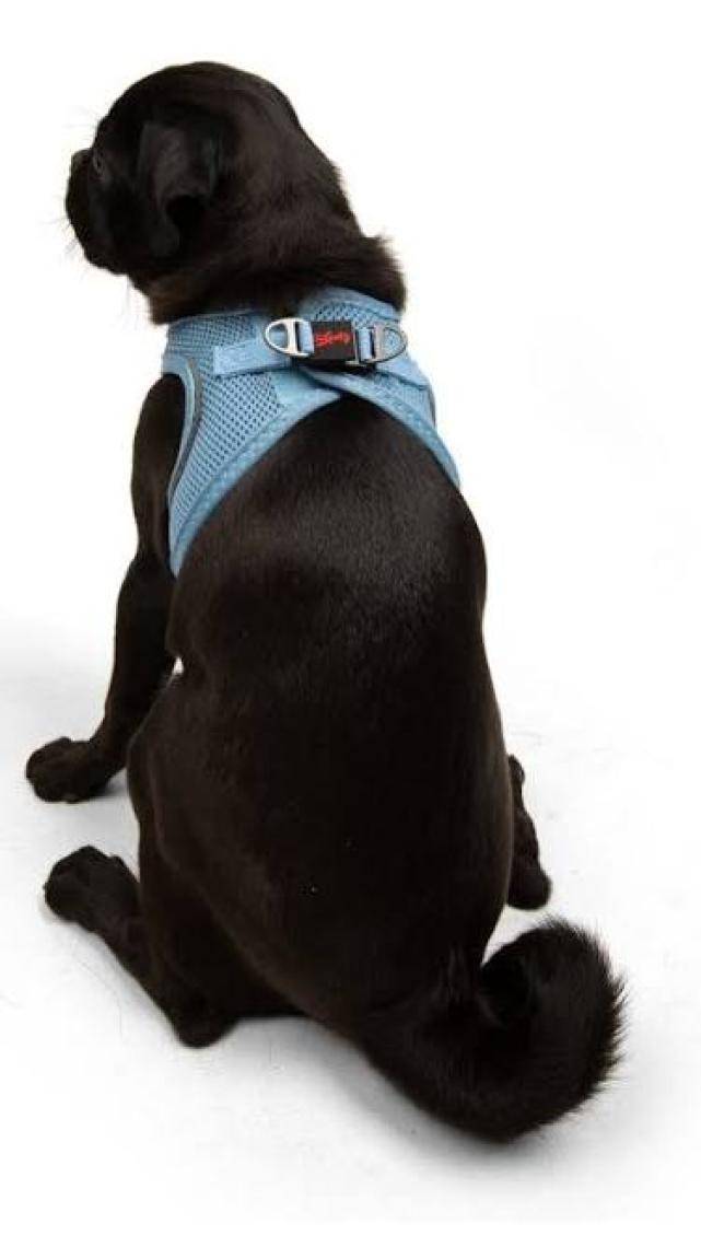 Tailpetz Air-mesh Harness Köpek Göğüs Tasması Mavi