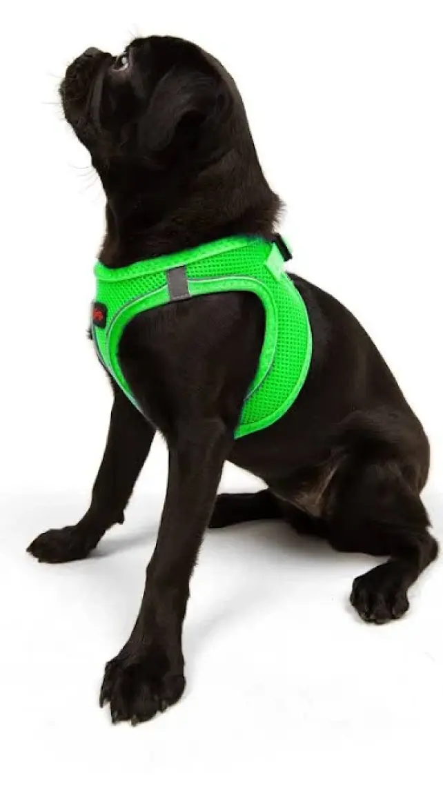 Tailpetz Air-Mesh Harness Köpek Göğüs Tasması 3XSmall Mavi