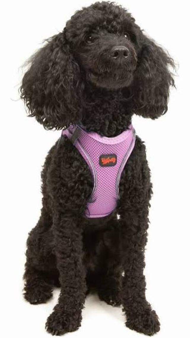 Tailpetz Air-Mesh Harness Köpek Göğüs Tasması 3XSmall Mavi