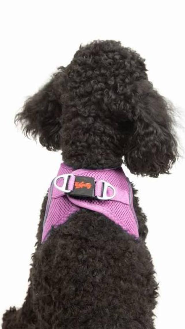 Tailpetz Air-Mesh Harness Köpek Göğüs Tasması 3XSmall Mavi