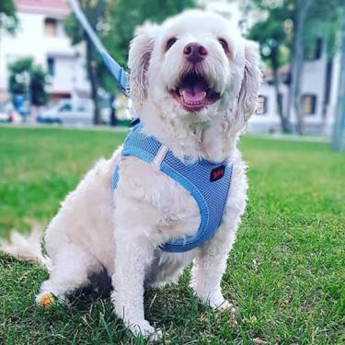 Tailpetz Air-Mesh Harness Köpek Göğüs Tasması Medium Neo-Pembe
