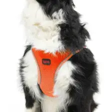 Tailpetz Air-mesh Harness Köpek Göğüs Tasması Neon Turuncu