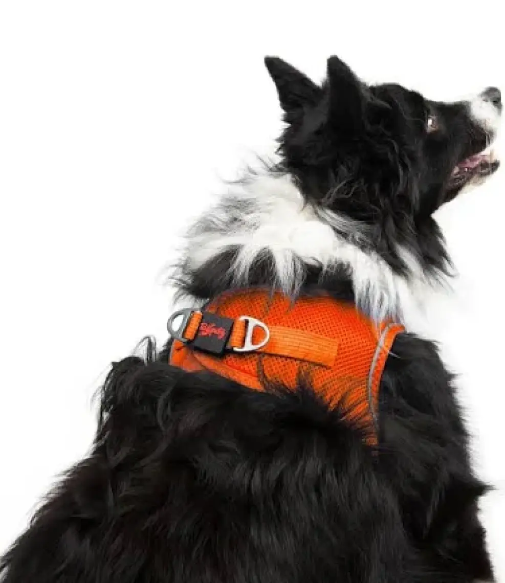 Tailpetz Air-mesh Harness Köpek Göğüs Tasması Neon Turuncu