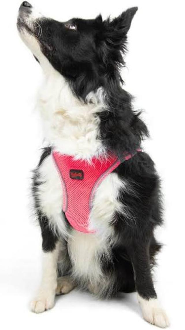 Tailpetz Air-Mesh Harness Köpek Göğüs Tasması XLarge Neo-Pembe