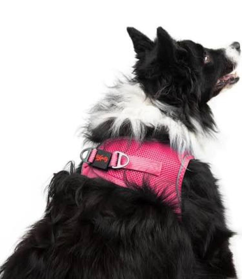 Tailpetz Air-Mesh Harness Köpek Göğüs Tasması XLarge Neo-Pembe