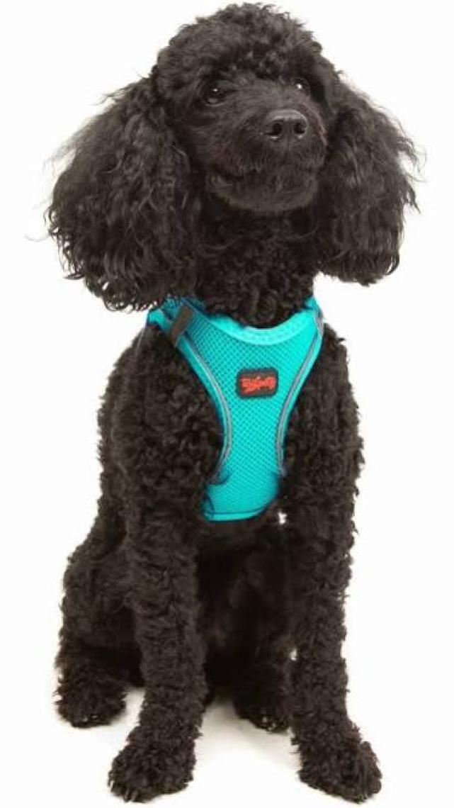 Tailpetz Air-Mesh Harness Köpek Göğüs Tasması 3XSmall Mavi