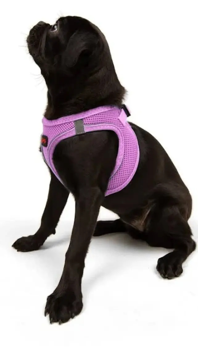 Tailpetz Air-Mesh Harness Köpek Göğüs Tasması 3XSmall Mavi