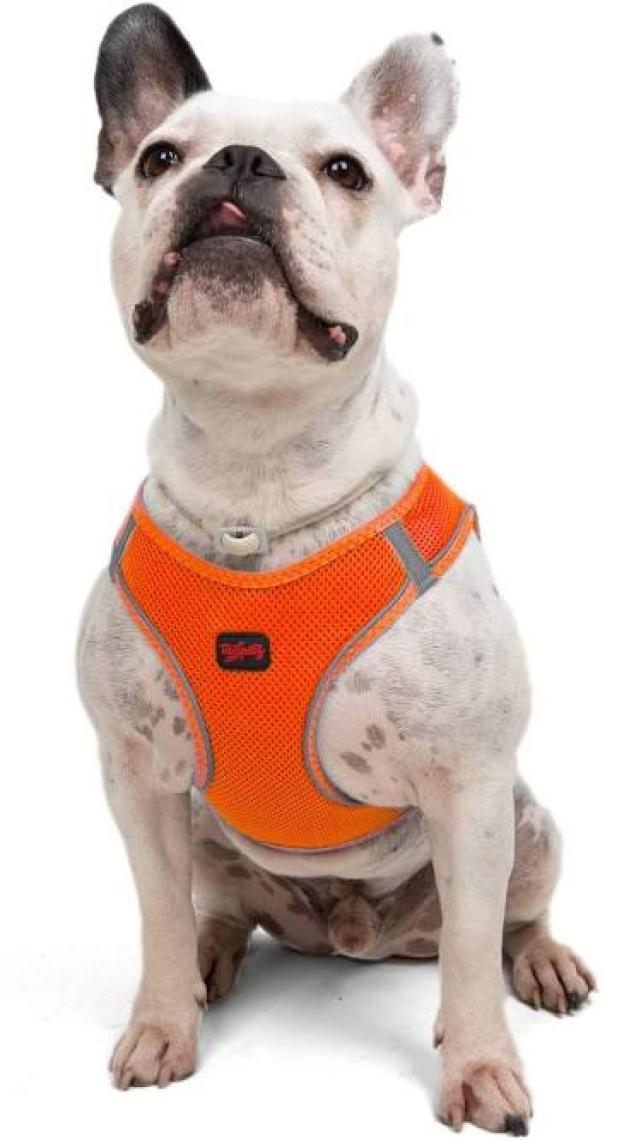 Tailpetz Air-Mesh Harness Köpek Göğüs Tasması 3XSmall Mavi